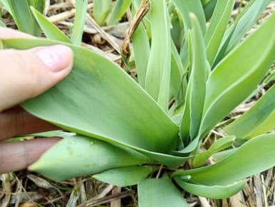 ��� ��������� ������������� �������� ��� ������ ��������