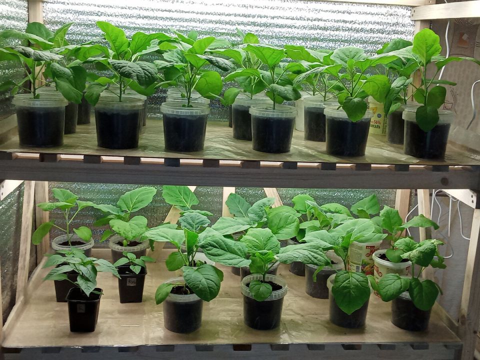 ������ ������� ���������� ��������: �������� ������� � �������