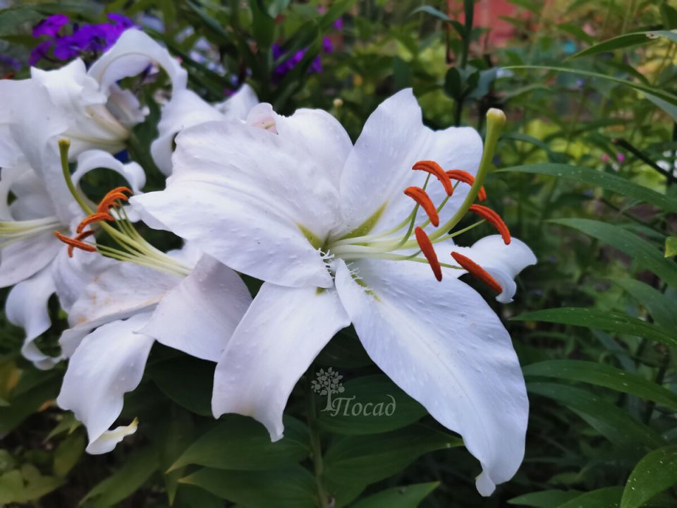 ������� ��������� ����� �� �������: ��� ����� ��� ��������� ������� ����� �������������