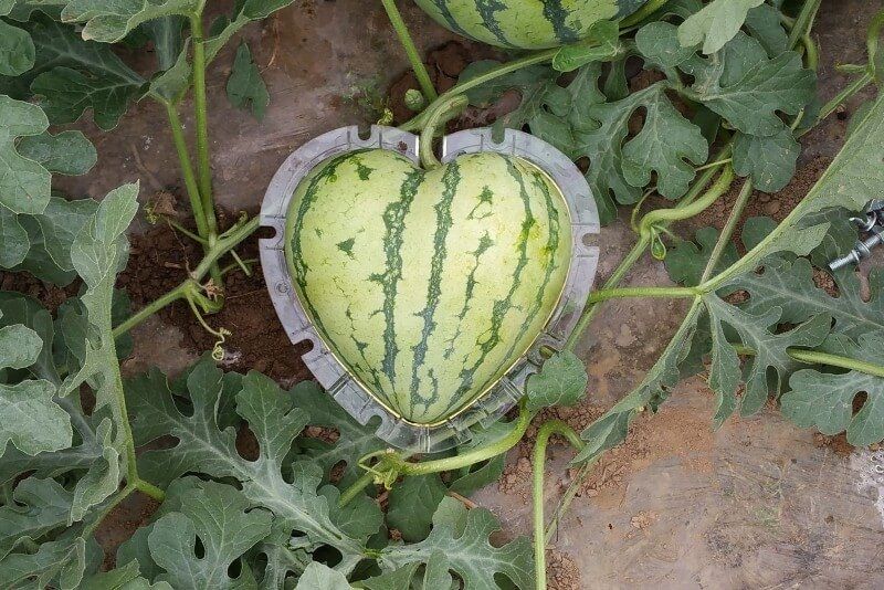 ��������� �����: ��� ��������� ������ � ����� ���������