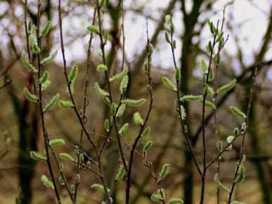 ������� ���� �� ������� ���������: ������������� ��� � 19 �� 25 ������