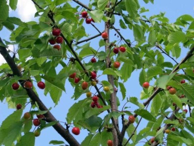 ��� ��������� �������� �������: ������ � �������