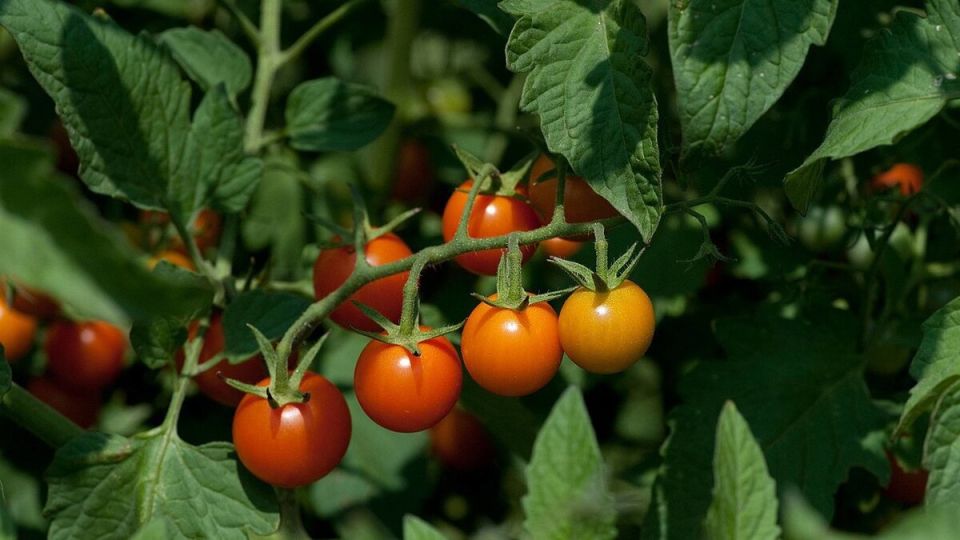 ����������� ������: ��������� ������� ��� ��������� ���������