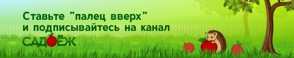 ��� ������ ������� �������: �������� ����������� ��� ������
