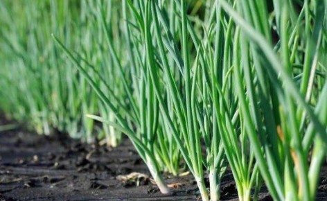 ��� ��������� �������� ��� ����� ��������: ������ � ������