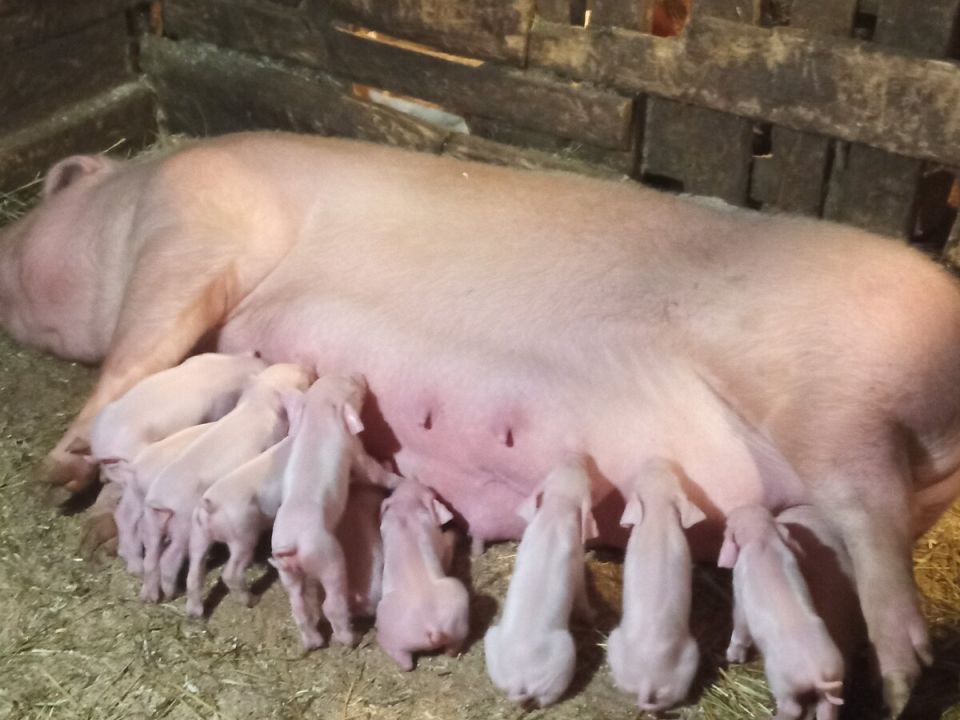 ��� ���������� ���������� �������� � ������� �������� ���������