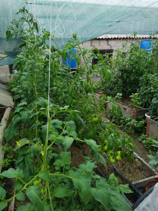 ��� �������� �������� ������� � �������: ������� ������� � �������