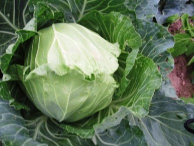 ��� ������� �������� �������� ��������� ��������� �������