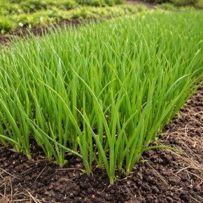 ��� ������� ������� ���� ����� ���������� �� ������� �������