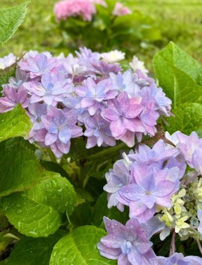 24 ������ � ������� �����. ����������� ������� � ��������� ����� +5� +8 �C. ����� 3-7 �/�.