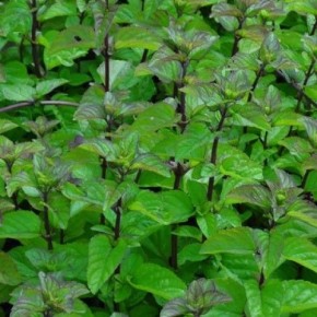 ����� ����: �������� ���������� �������� � ����