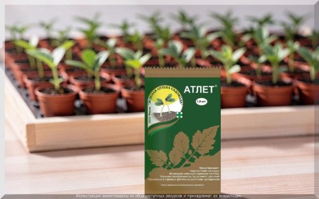 ��� ��������� ������������ ��������� ����� "�����" ��� �������: ������ � ������������