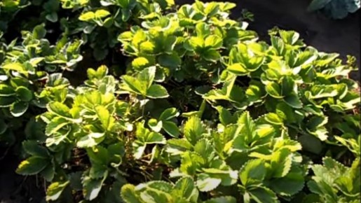 ��� ��������� ������ �������� �� ������: ������� ��������