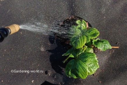 ��� ���������� �������� ������: ������� ���� ��� ���������