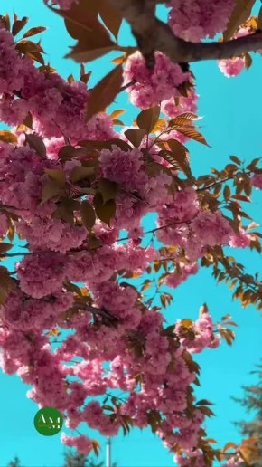 ������� �55 ��� ������� ������ �������� ������