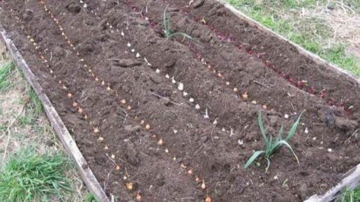 ��� �������� ��������� ������ ���� �����: ������� �������� �������