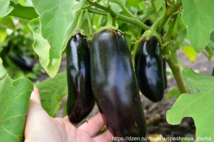 �������� ������: ��� ���� ���� �������� ������ �����������