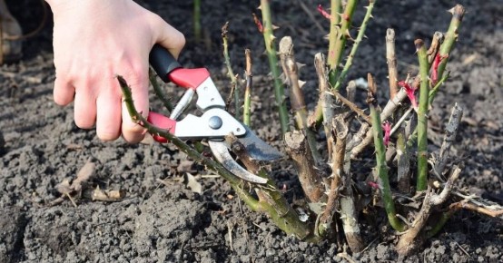 �������� �������� ��� ���: ��� ������� ����� ����������� ���������