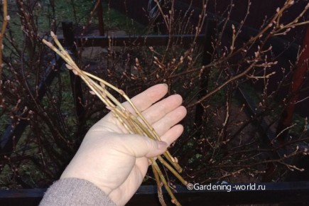 ������ ������������: ������� ��������� ����������� �������� � �������� ��������