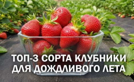 ���-3 ����� ��������, ������� ��������� ���� ����� ������� �����