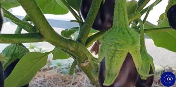 ������� ��������� ������ ����������: �������� ���������������� ������