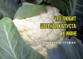 Советы по уходу за цветной капустой: как вырастить идеальный урожай