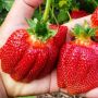 Клубника «Богота»: открытие для садоводов с крупными ягодами