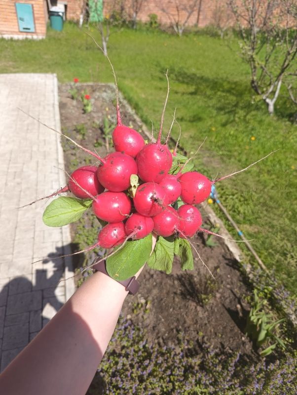 Секреты успешного выращивания раннего редиса