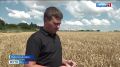 В регионе в самом разгаре работы по уборке озимых зерновых и зимующих культур