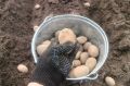 Когда и как правильно сажать картошку: советы и народные приметы