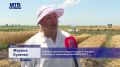 Наряду с товаропроизводителями республики, уборкой озимых заняты и специалисты Научно-исследовательского института сельского хозяйства МГТУ