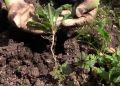 Эко-решения: 5 простых и безопасных способов борьбы с сорняками в вашем саду