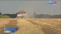 Уборка озимой пшеницы в этом году осложнилась последствиями весенней непогоды