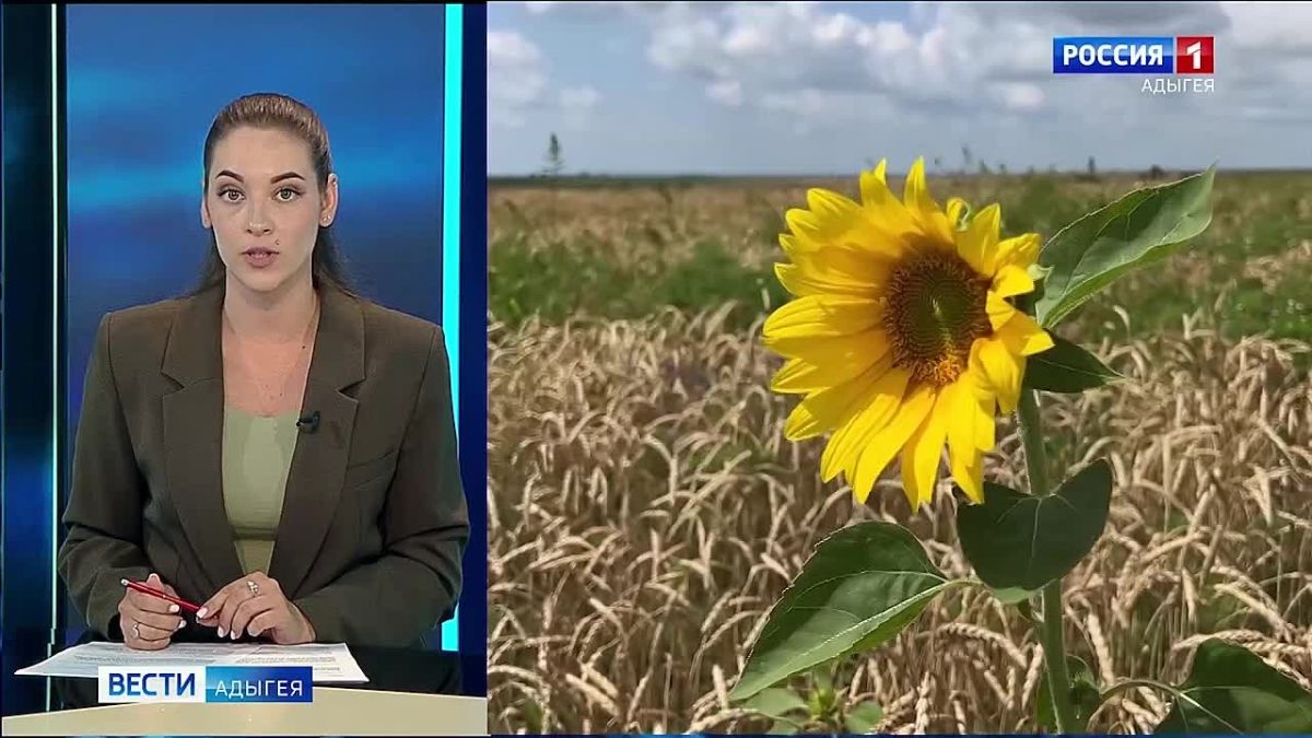 В хозяйствах Майкопа под озимую пшеницу отведено 4480 гектаров - это на 18% большем, чем в 2025 году