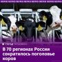 Поголовье крупного рогатого скота сократилось в 70 регионах России, выяснили "Известия"