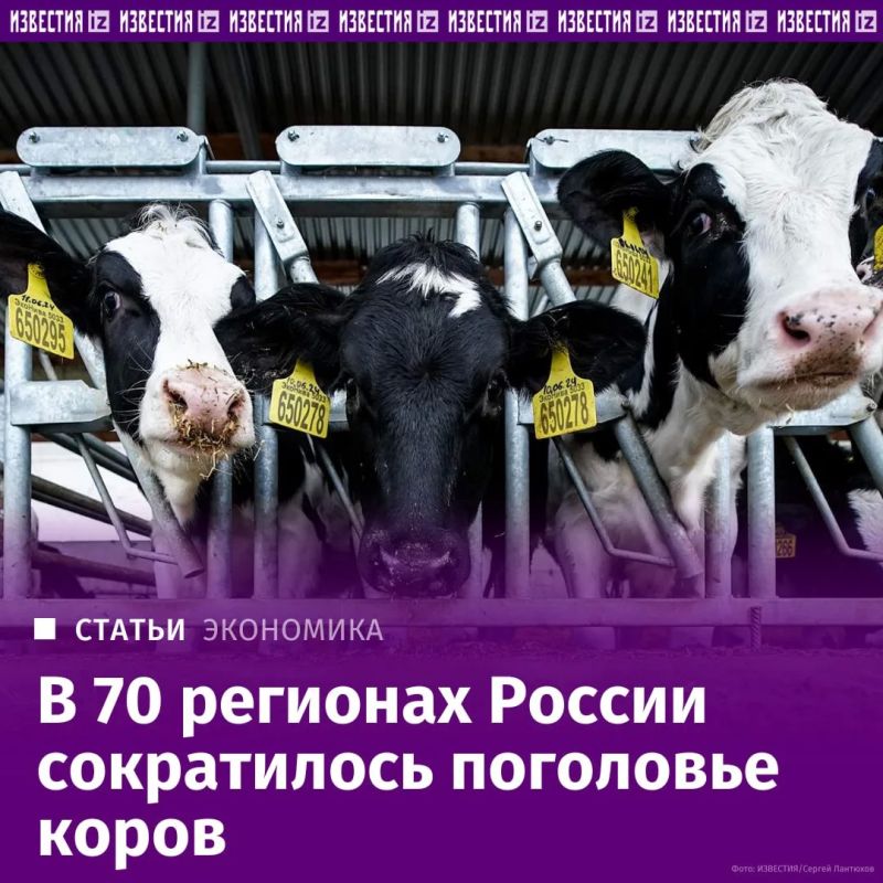 Поголовье крупного рогатого скота сократилось в 70 регионах России, выяснили "Известия"