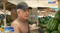 Где лучше покупать арбузы и как выбирать? Специалисты Роспотребнадзора советуют покупателям пользоваться официальными торговыми точками, где регулярно проверяются необходимые документы и условия хранения бахчевых