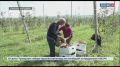 К сбору яблок поздних сортов приступают садоводы Адыгеи
