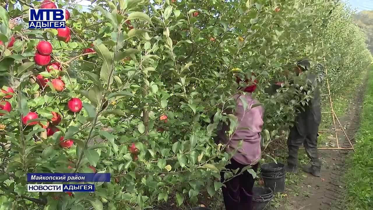 В Адыгее продолжается сбор яблок зимних и осенне-зимних сортов